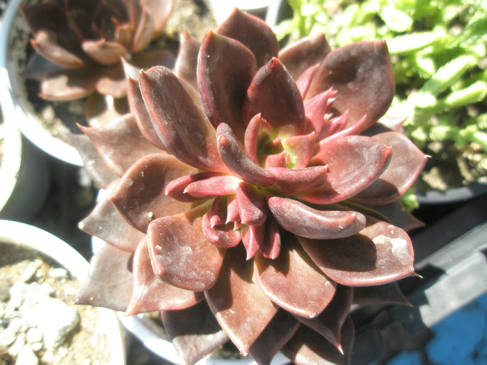 E atropurpurea cv. Black Prince - 2010 - cultivari