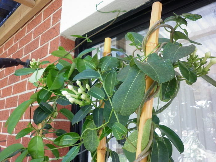  - Stephanotis floribunda