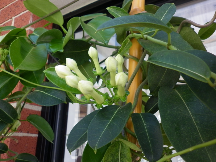  - Stephanotis floribunda