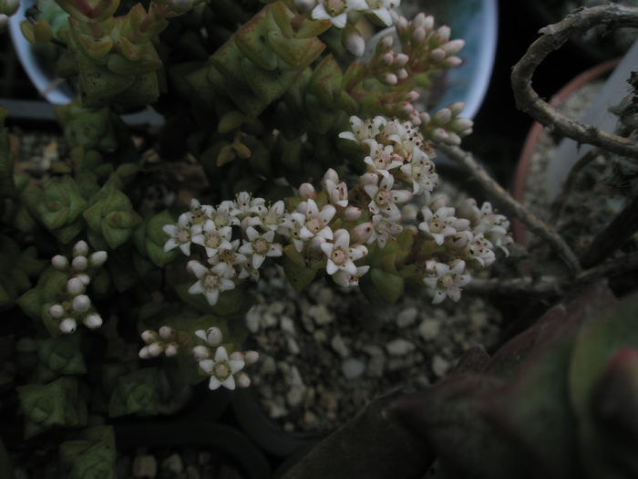 Crassula congiunta - flori 11.2010 - congiunta