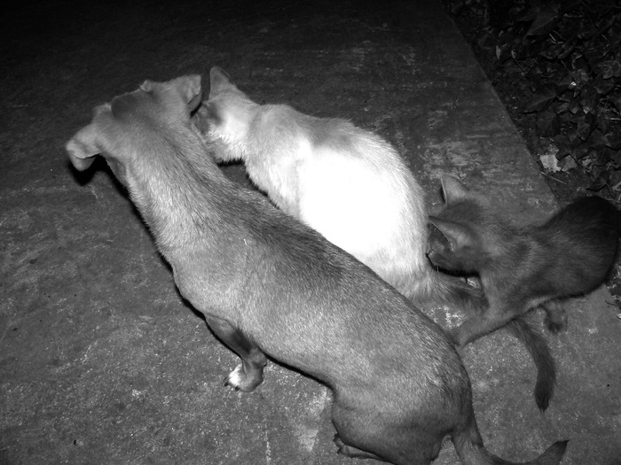 . - adopta o pisicuta