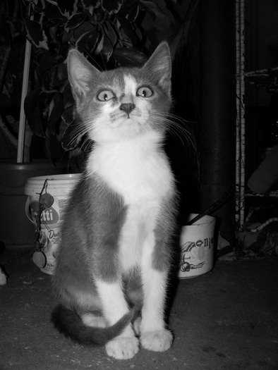 . - adopta o pisicuta