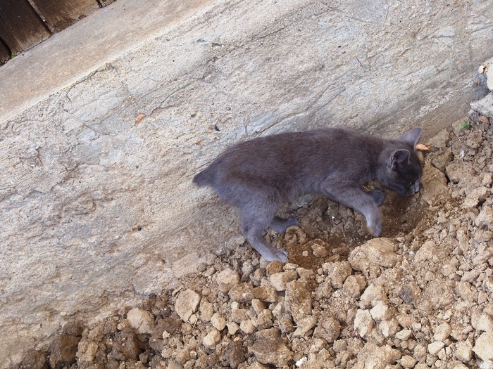 . - adopta o pisicuta