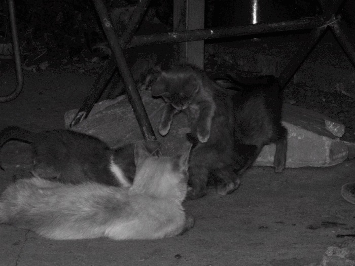 . - adopta o pisicuta