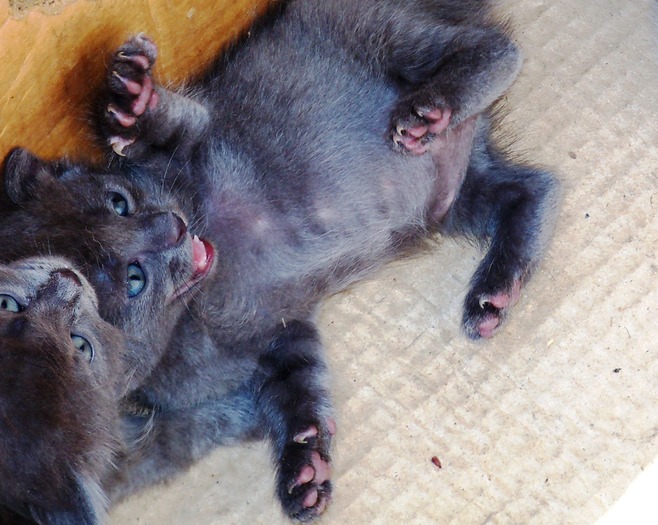 nu te apropia! - adopta o pisicuta