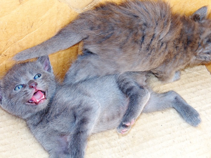 . - adopta o pisicuta