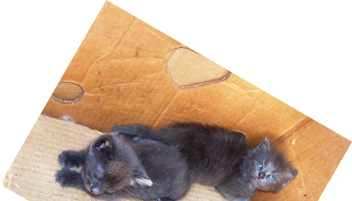 . - adopta o pisicuta