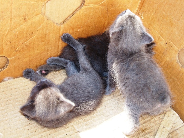 . - adopta o pisicuta