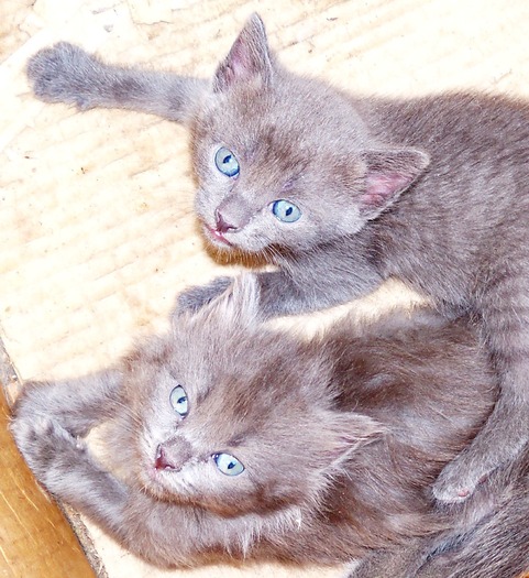 . - adopta o pisicuta