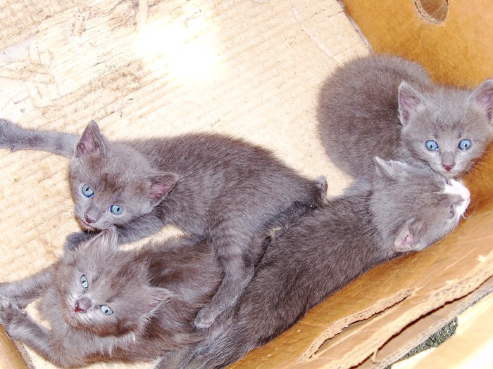 . - adopta o pisicuta