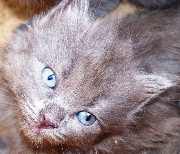 . - adopta o pisicuta