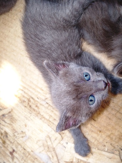 . - adopta o pisicuta