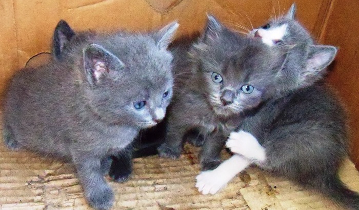 . - adopta o pisicuta