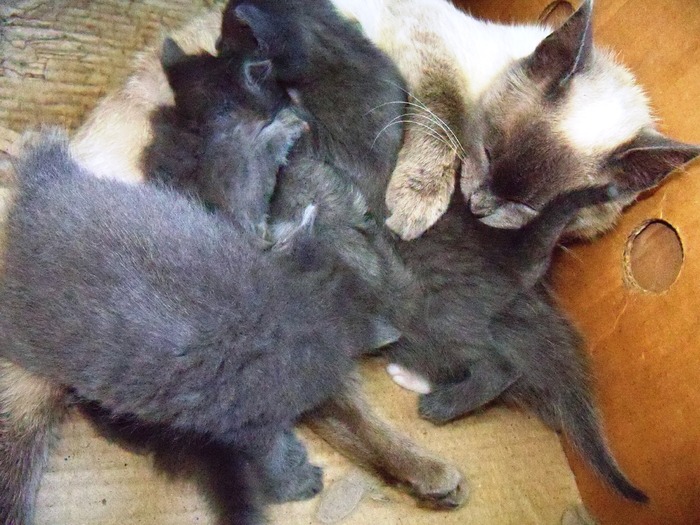 . - adopta o pisicuta