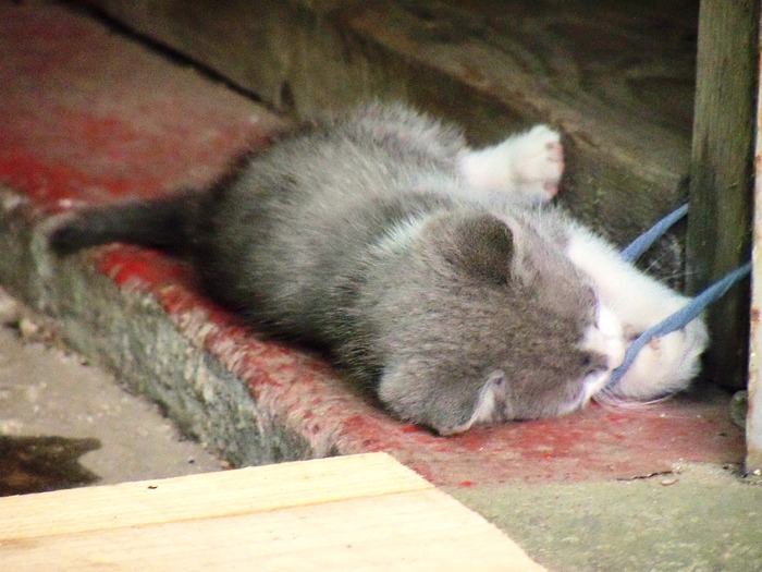 . - adopta o pisicuta