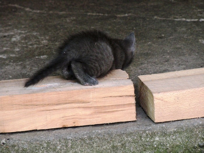 . - adopta o pisicuta