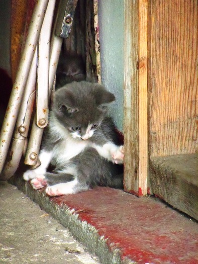 . - adopta o pisicuta