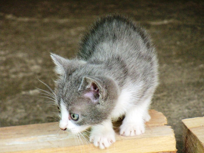 . - adopta o pisicuta