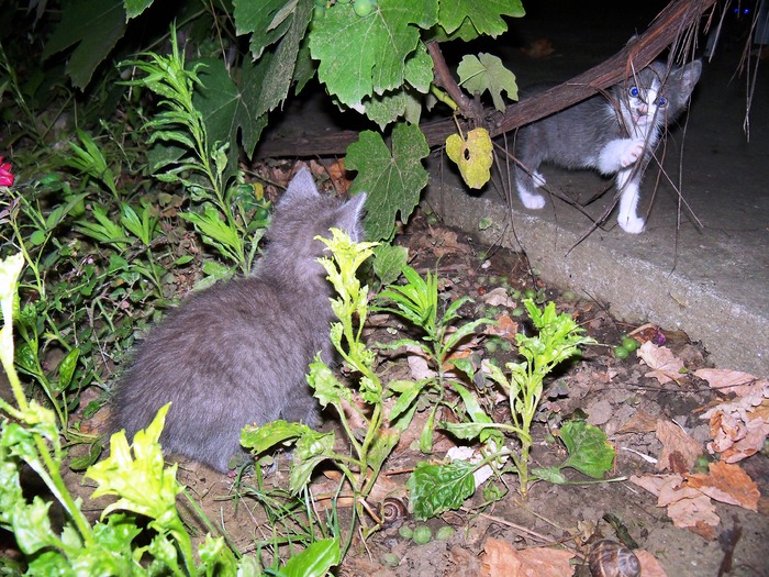 . - adopta o pisicuta