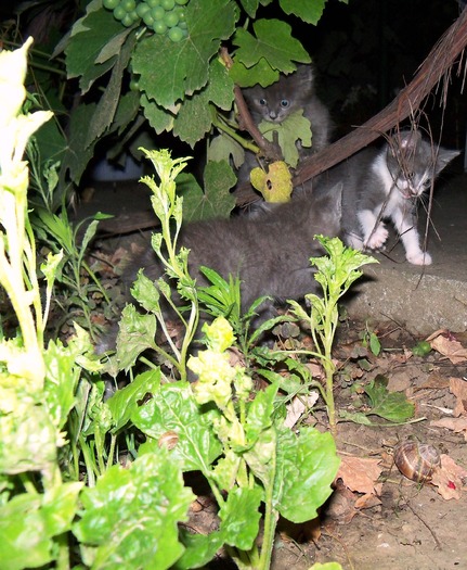 . - adopta o pisicuta