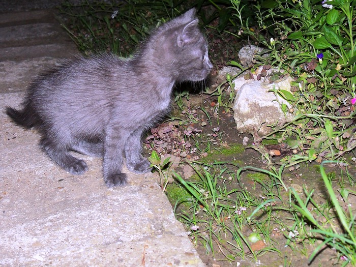 . - adopta o pisicuta