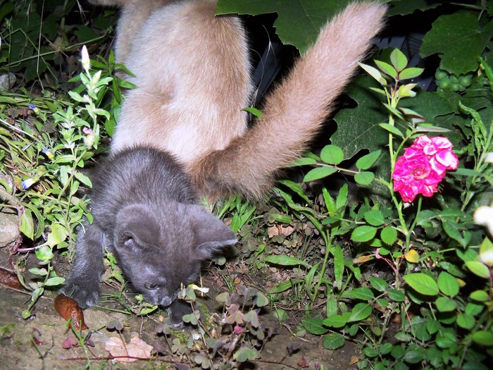 . - adopta o pisicuta