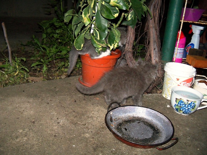 . - adopta o pisicuta