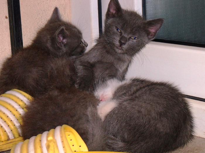 . - adopta o pisicuta