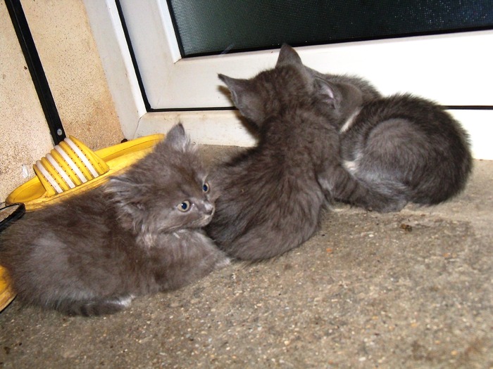 . - adopta o pisicuta