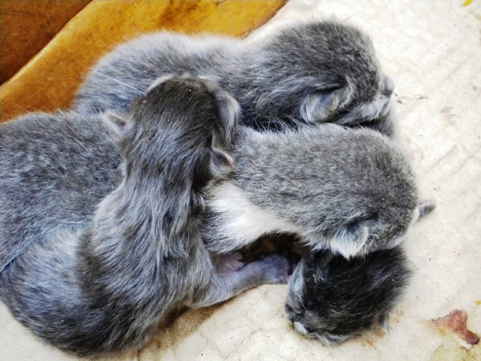 . - adopta o pisicuta