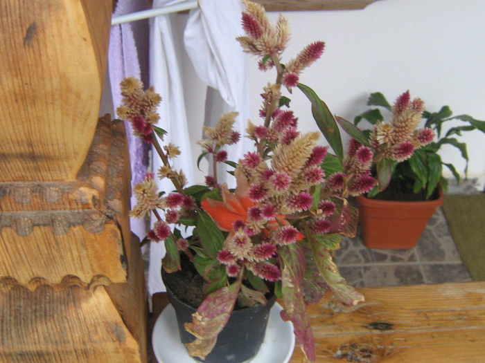 IMG_0445 - ROMANIA PAMANT SFANT