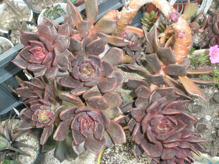 Echeveria cv.  'Black Prince' - 09.2009 - cultivari