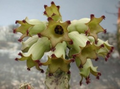 caralluma solenophora - Asclepiadaceae dorite