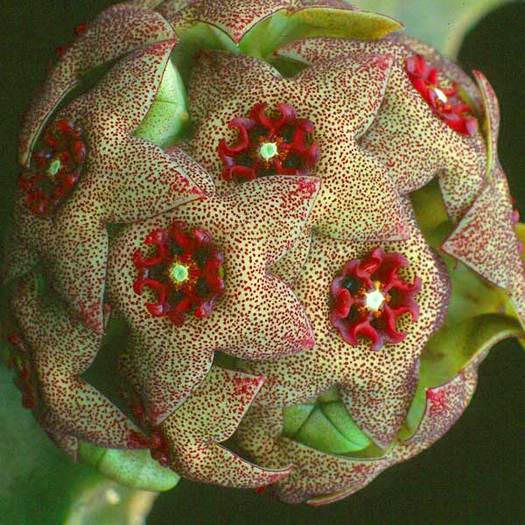 caralluma-hexagona - Asclepiadaceae dorite