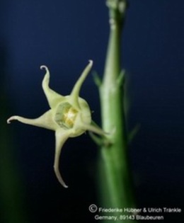 Caudanthera edulis