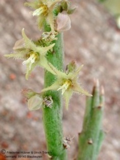 Caudanthera sinaica - Asclepiadaceae dorite
