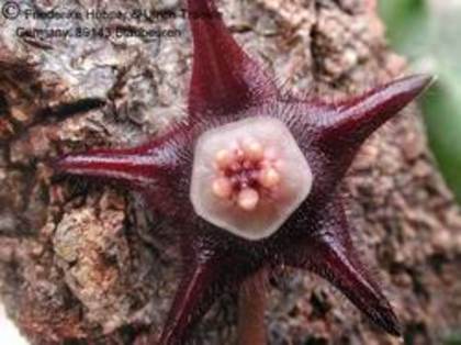 Duvalia elegans - Asclepiadaceae dorite