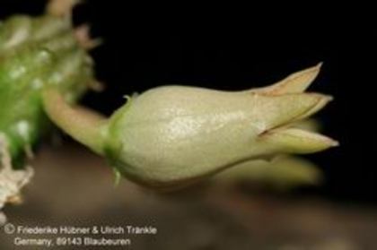 Echidnopsis insularis - Asclepiadaceae dorite
