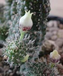 Echidnopsis specksii - Asclepiadaceae dorite