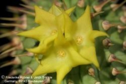 Hoodia alstonii - Asclepiadaceae dorite