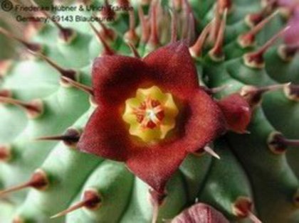 Hoodia officinalis ssp. officialis - Asclepiadaceae dorite