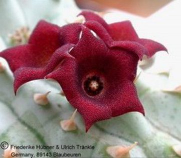 Hoodia triebneri - Asclepiadaceae dorite