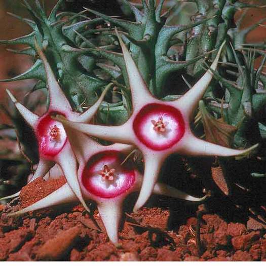 huernia-verekeri - Asclepiadaceae dorite