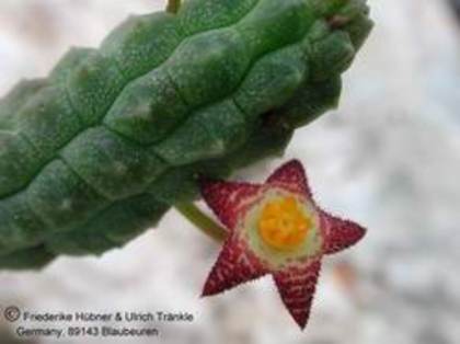 Notechidnopsis tessalata - Asclepiadaceae dorite