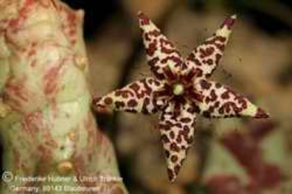 Orbea albocastanea - Asclepiadaceae dorite