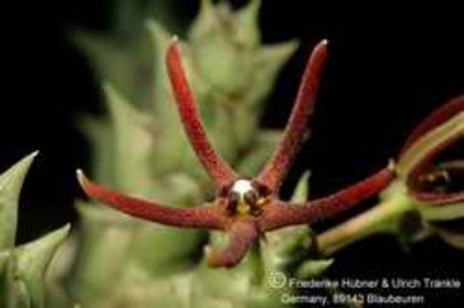 Orbea baldratii ssp somalensis - Asclepiadaceae dorite