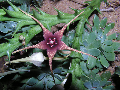 orbea caudata ssp. rhodesica - Asclepiadaceae dorite