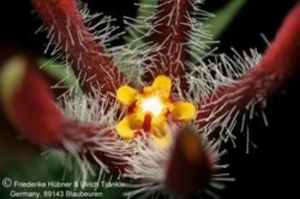 Orbea chrysostephana - Asclepiadaceae dorite