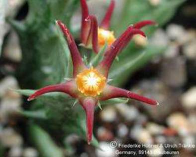 Orbea laikipiensis - Asclepiadaceae dorite
