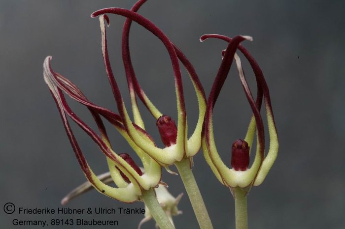 Orbea luntii - Asclepiadaceae dorite